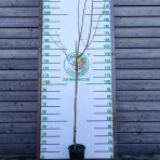 Slivka domáca (Prunus domestica) ´TOPTASTE´ - výška 150-170 cm, kont. C6L